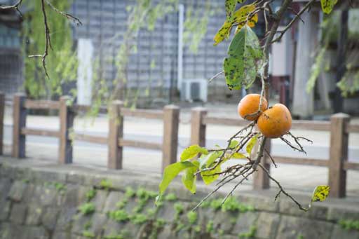 小野川沿いの柿の実